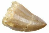 Fossil Mosasaur (Hainosaurus) Tooth - Morocco #353237-1